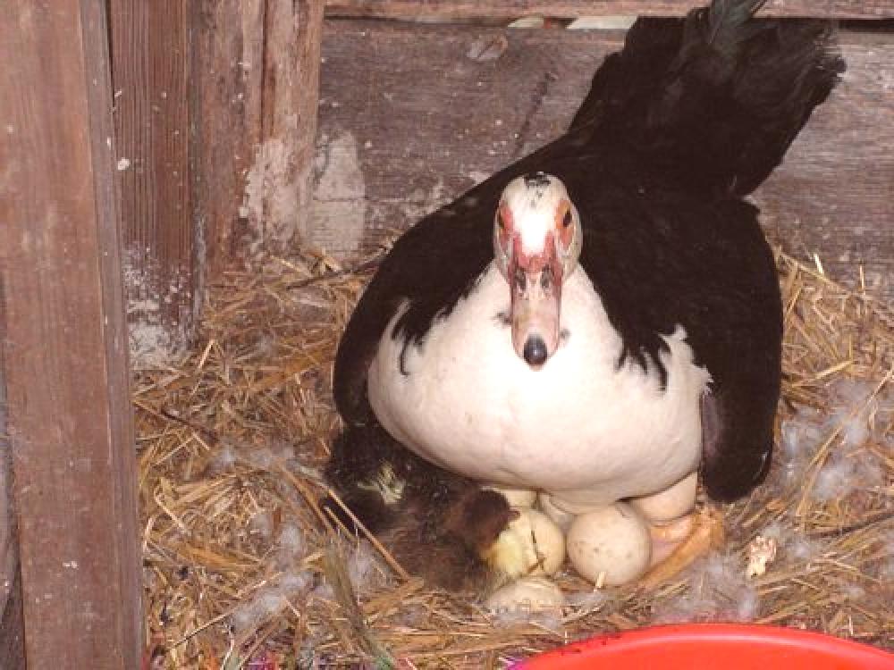 Курица на яйцах сидит для вывода