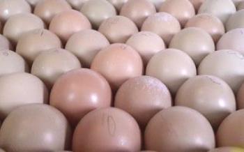 Propriedades úteis de ovos de faisão