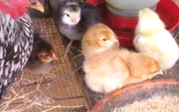 Kurčatá: pestovanie a starostlivosť v domácnosti

kurčatá