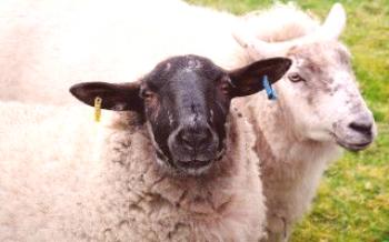 Какво да се хранят овцете у дома

Овцете
