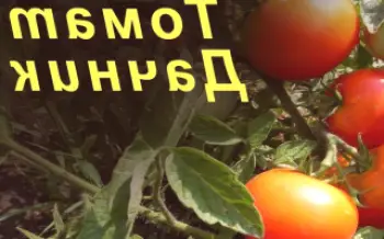 Pravidlá pre pestovanie odrody paradajok Letné rezident Tomato