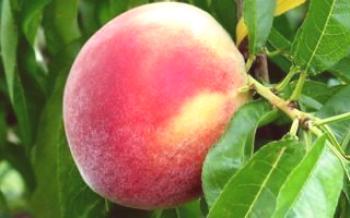 Cultivo de pêssego apresenta Golden Anniversary Peach