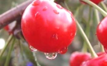 Características importantes de variedades precoces de cereja