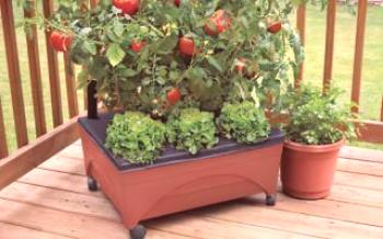 Домати (домати) на балкона: грижи и отглеждане стъпка по стъпка

домат