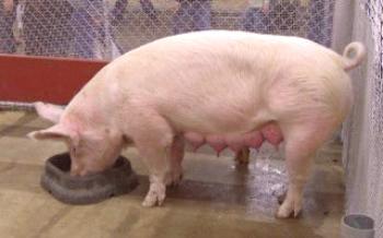 Sobre Ascariasis Pigs

Porcos