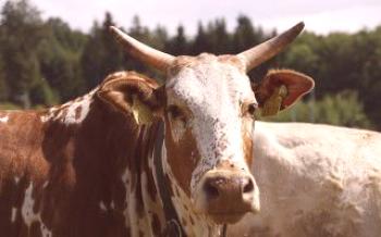 Najobľúbenejšími typmi kráv sú kravy