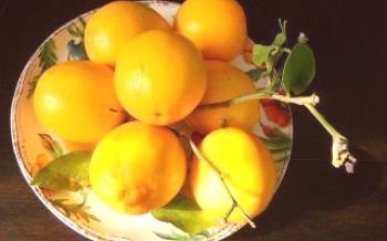 Limun-narančasti hibrid

limun