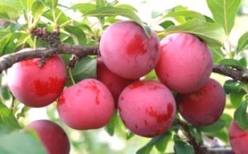A escolha de variedades de ameixa de cereja para a região de Moscou

Ameixa