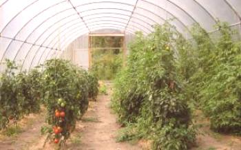 Как да растат домати в оранжерия от поликарбонат домати