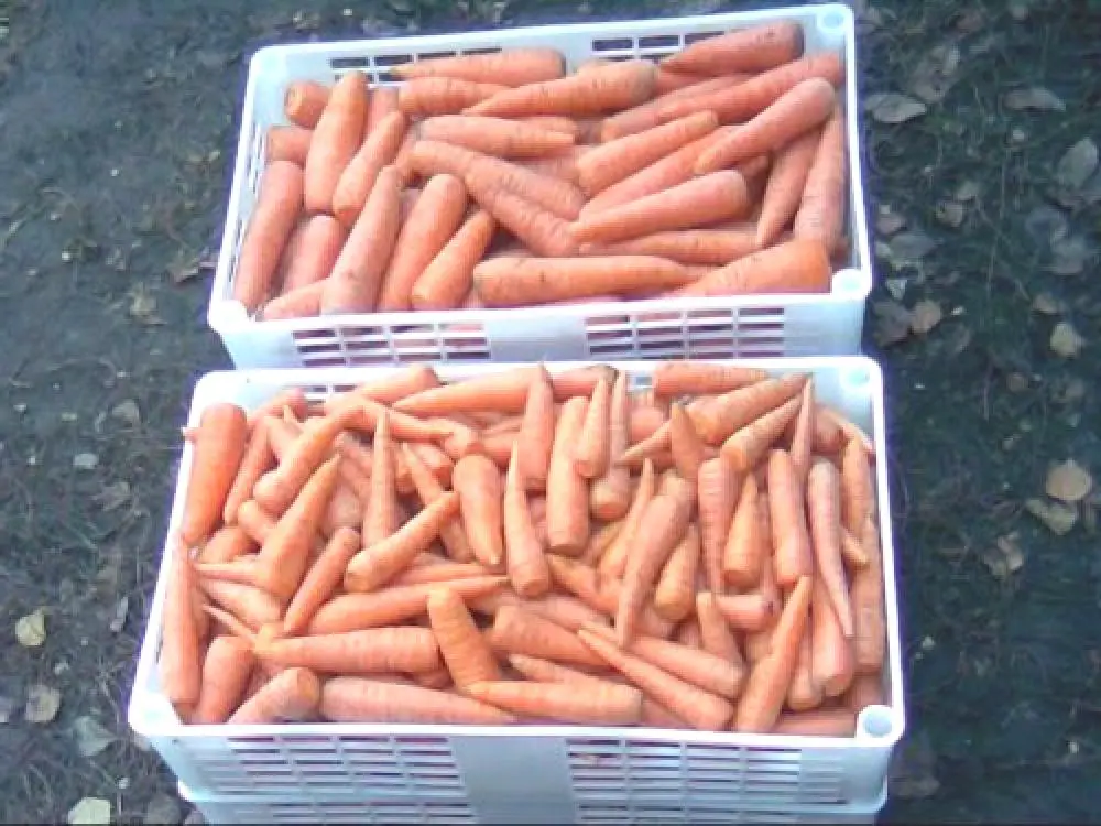 Как лучше хранить морковь. Ящик для хранения моркови. Морковь в ящике. Хранение моркови. Лоток для хранения моркови.