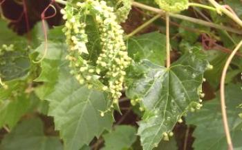 Filoxera. História da uva amarela