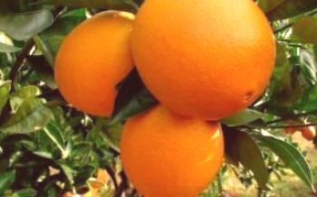Crescendo uma variedade de laranja de Washington Navel Citrus