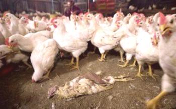 Determinação da gripe aviária em frangos

Galinhas