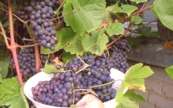 Отворено тло Урала за виноградарство