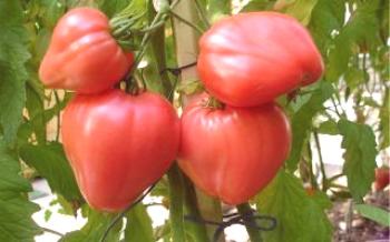 Odroda Tomato Volove Heart Tomato