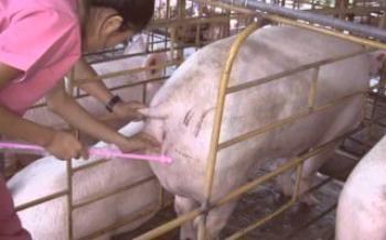 Adubação de porco

Porcos