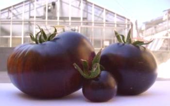 Odroda paradajok Black Prince: charakteristika a opis druhu

paradajka