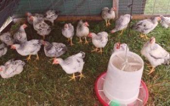 Основните причини за лошия растеж на бройлерите

пилета