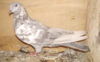 Simptomi bolesti kojima su golubovi skloni

golubovi