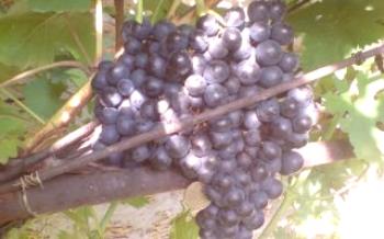 Características e uma variedade de uvas cedo Magaracha