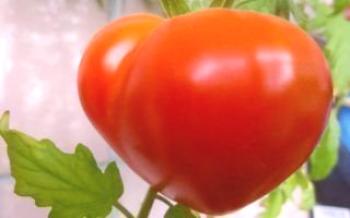Variedade Budenovka: descrição, caracterização e cultivo

Tomate
