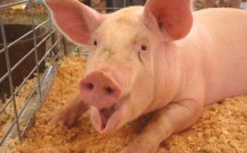 Peculiaridades da manutenção de porcos em camas profundas Porcos