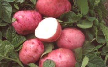 Правилата за засаждане на сортове картофи Bellaroza картофи