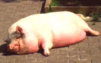 Характеристики хранене свине у дома Прасета