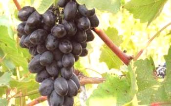 Идеално грозде: най-добрите тъмни сортове