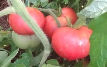 Segredos de tomates em crescimento Tomate Elefante Rosa
