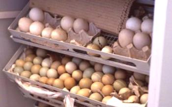 Ako pestovať bažantie vajcia v inkubátore