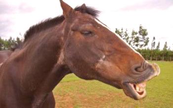Най-интересните факти за света за конете Коне