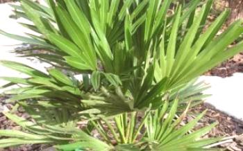 Ako sa starať o palmové palmy Hamerops a dáta