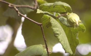 Как да засадите самостоятелно лешници в страната Орех