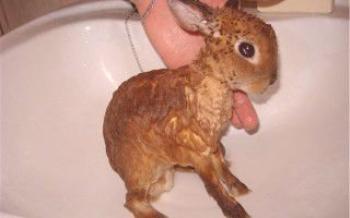 Ako sa vykúpať zajacom králikom