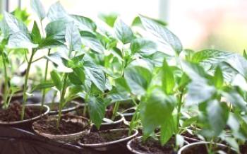 Как да растат пипер разсад у дома Pepper