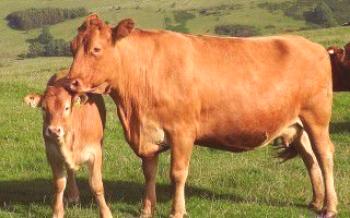 Doenças comuns nas articulações em vacas Vacas