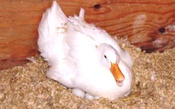 Характеристики на патицата: колко и кога се излюпват яйцата