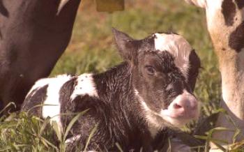 Хранене на млади телета: особености и методи

крави