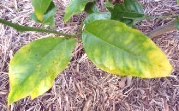 Причини за появата на лимонова жълтеност и падане на листа