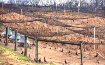 Собствен бизнес: ферма за отглеждане и поддържане на фазани

фазани