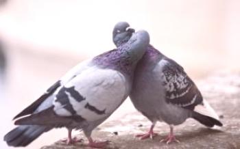 Pravidlá chovu holubov

holuby