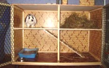 As regras de fazer gaiolas para coelho decorativo faça você mesmo Coelhos