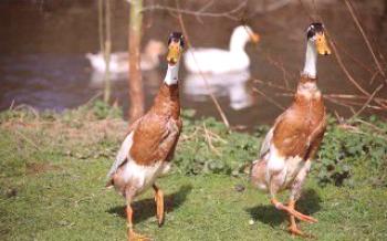 Variedade de Indian Duck Runner

Patos