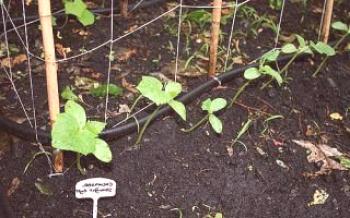 Доказани методи за засаждане на краставици на открит терен

краставици