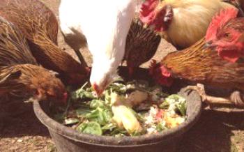 Criadores de aves de corral: si es posible alimentar gallinas ponedoras con pan de pollo blanco o negro