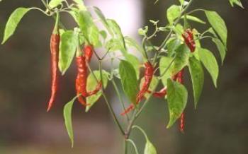 Como cultivar pimenta em casa

Pepper