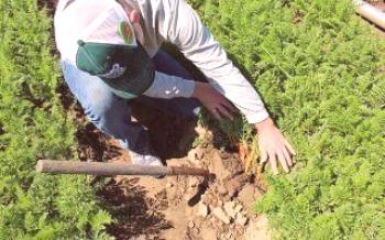 Правила за засаждане на моркови в морковите на Урал