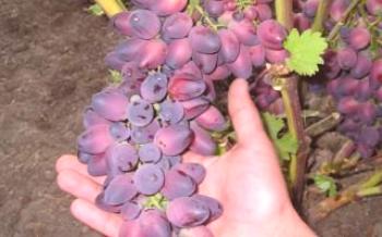 Variedade de uva Pretty Woman: características e regras de cultivo