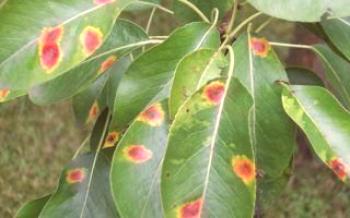 Ако крушата изглежда оранжеви петна по повърхността на листата, какъв вид заболяване, лечението си Круша